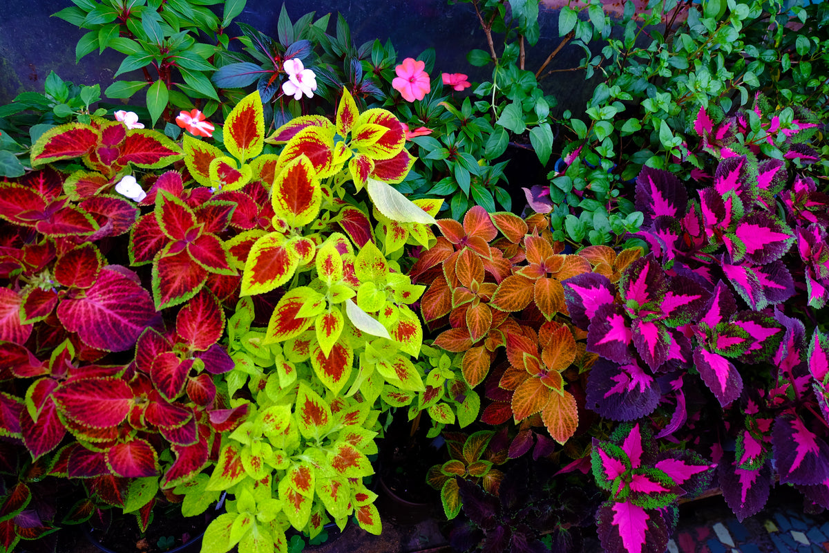 Mixed Colors Coleus Rainbow Mix Seeds – Shade Houseplant Solenostemon Flower – photo 4