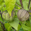 50 PURPLE TOMATILLO Husk Tomato Physalis Ixocarpa Fruit Vegetable Seeds