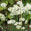 250 GARLIC CHIVE Allium Tuberosum Vegetable Seeds