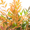 50 HEAVENLY BAMBOO Sacred Nandina Domestica Pink Red Sun Shade Shrub Seeds