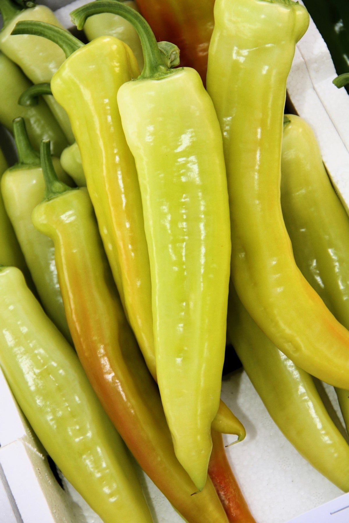 Hungarian Hot Wax Pepper (Hot Banana Pepper) Capsicum Annuum Vegetable Seeds – photo 4