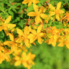 Great Saint Johns Wort Seeds – St John's Hypericum Pyramidatum Yellow Flower Herb' – photo 6