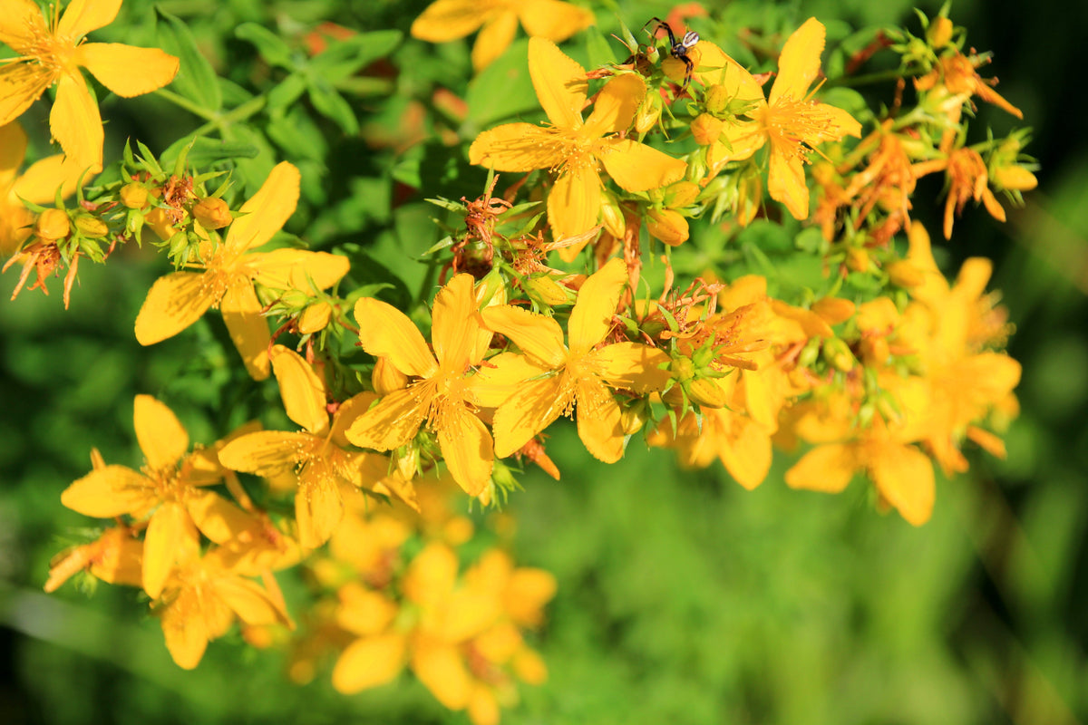 Great Saint Johns Wort Seeds – St John's Hypericum Pyramidatum Yellow Flower Herb' – photo 6