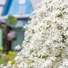 20 SWEET AUTUMN CLEMATIS Paniculata Fragrant White Flower Vine Seeds