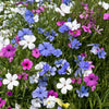 500 Oculata MIXED COLORS VISCARIA (Rose of Heaven / Rose Angel) Silene Coeli-Rosa Flower Seeds