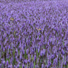 500 PURPLE ANISE HYSSOP (Licorice Mint / Blue Giant) Agastache Foeniculum Herb Flower Seeds
