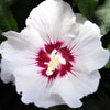 25 White & Hot Pink ROSE Of SHARON HIBISCUS Syriacus Flower Tree Bush Seeds