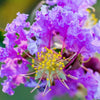 35 LILAC Light Purple CREPE MYRTLE Lagerstroemia Indica Flowering Shrub Bush Small Tree Seeds