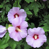 1000 BULK Mixed Colors ROSE Of SHARON HIBISCUS Syriacus Flower Tree Shrub Seeds