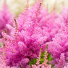 100 PINK MIX ASTILBE (False Spirea / False Goats Beard) Astilbe Chinensis Flower Seeds