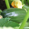50 BLACK BEAUTY ZUCCHINI Summer Squash Cucurbita Pepo Vegetable Seeds