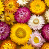 Tall Double Mixed Colors Strawflower Helichrysum Monstrosum Flower Seeds – photo 11