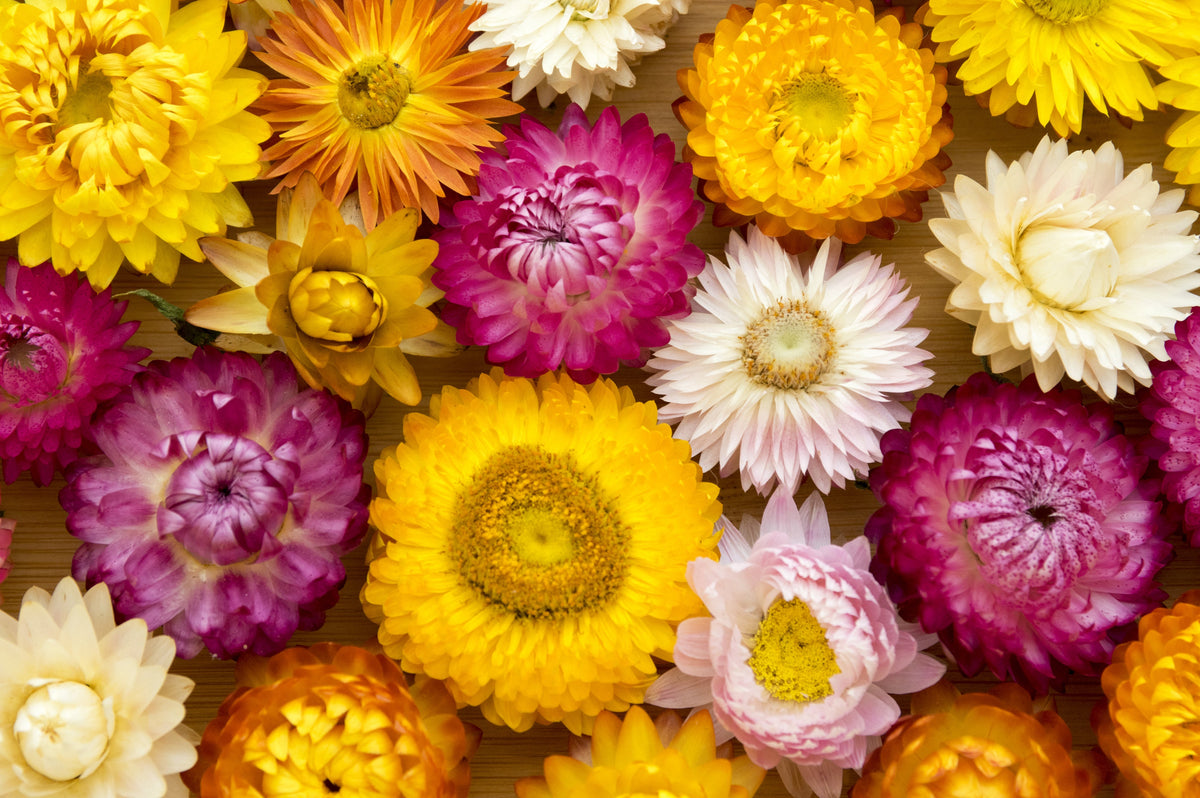 Tall Double Mixed Colors Strawflower Helichrysum Monstrosum Flower Seeds – photo 11