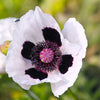 Mixed Colors Oriental Poppy Papaver Orientale Flower Seeds – photo 6