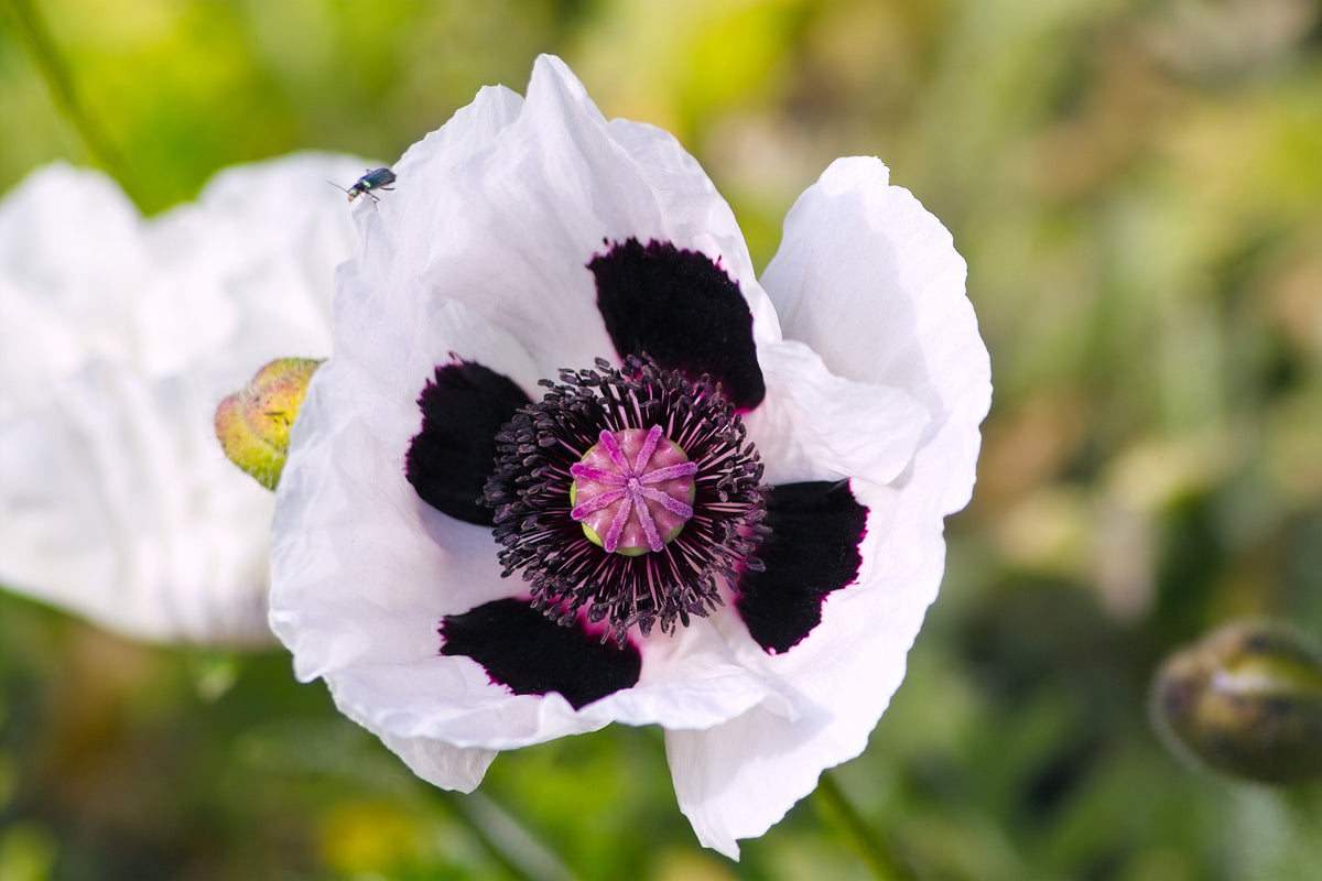 Mixed Colors Oriental Poppy Papaver Orientale Flower Seeds – photo 6
