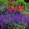 50 BLUE CATMINT Nepeta Mussinii Herb Flower Seeds