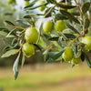 15 EUROPEAN OLIVE TREE Olea Europaea Edible Common Green Black Fruit Seeds