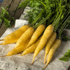 300 SOLAR YELLOW CARROT Daucus Carota Vegetable Seeds