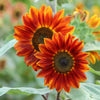 Orange Evening Colors Sunflower Seeds – Helianthus Annuus Flower – photo 5
