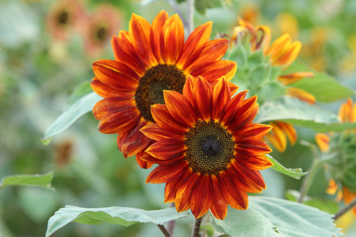 Orange Evening Colors Sunflower Seeds – Helianthus Annuus Flower – photo 5