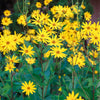 20 JERUSALEM ARTICHOKE Sunchoke Sunroot Helianthus Tuberosus Yellow Sunflower Root Vegetable Seeds