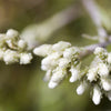 150 White PUSSYTOES Cats Paws Antennaria Flower Seeds