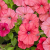 25 SALMON PETUNIA Grandiflora Flower Seeds