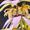 100 SPOTTED BEE BALM Monarda Punctata Flower Herb Horesemint Dotted Mint Seeds