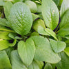 100 Blue Star BORAGE HERB Borago Officinalis Flower Seeds