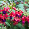 20 HARDY FUCHSIA Magellanica Pink Purple Hummingbird Flower Shrub Seeds