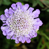 50 FINEST MIXED Colors SCABIOSA (Mourning Bride / Pin Cushion) Scabiosa Atropurpurea Flower Seeds