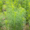 500 Organic CUMIN Cuminum Cyminum Herb Flower Seeds