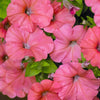 25 SALMON PETUNIA Grandiflora Flower Seeds