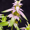 100 SPOTTED BEE BALM Monarda Punctata Flower Herb Horesemint Dotted Mint Seeds