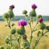 100 ORGANIC Blessed MILK THISTLE Silybum Marianum Hummingbird Purple Flower Seeds