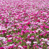 500 Pink FAREWELL TO SPRING Clarkia Elegans Godetia Flower Seeds