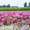 500 Pink FAREWELL TO SPRING Clarkia Elegans Godetia Flower Seeds