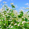 Organic Buckwheat Seeds – Fagopyrum Esculentum Grain Cover Crop Ground Cover Flower Vegetable – photo 3