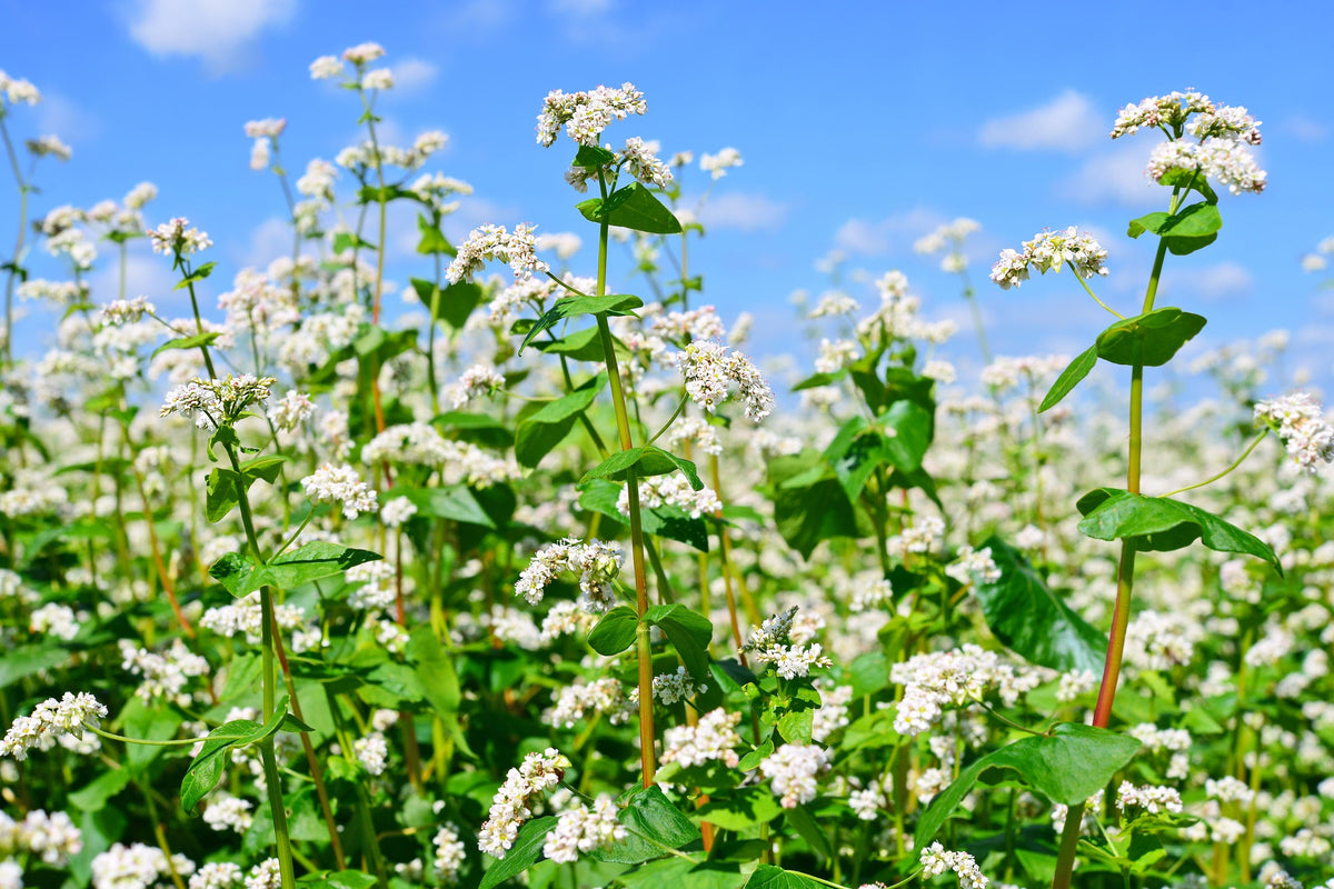 Organic Buckwheat Seeds – Fagopyrum Esculentum Grain Cover Crop Ground Cover Flower Vegetable – photo 3