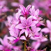 10 RED GAS PLANT Fragrant Fire Plant Dictamnus Albus Ruber Flower Seeds