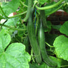 30 ENGLISH CUCUMBER Cucumis Sativus Burpless Fruit Vegetable Seeds
