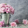 50 La France PINK CARNATION Dianthus Caryophyllus Chabaud Flower Seeds