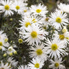 100 WHITE HEATH ASTER Prairie Ericoides Flower Seeds
