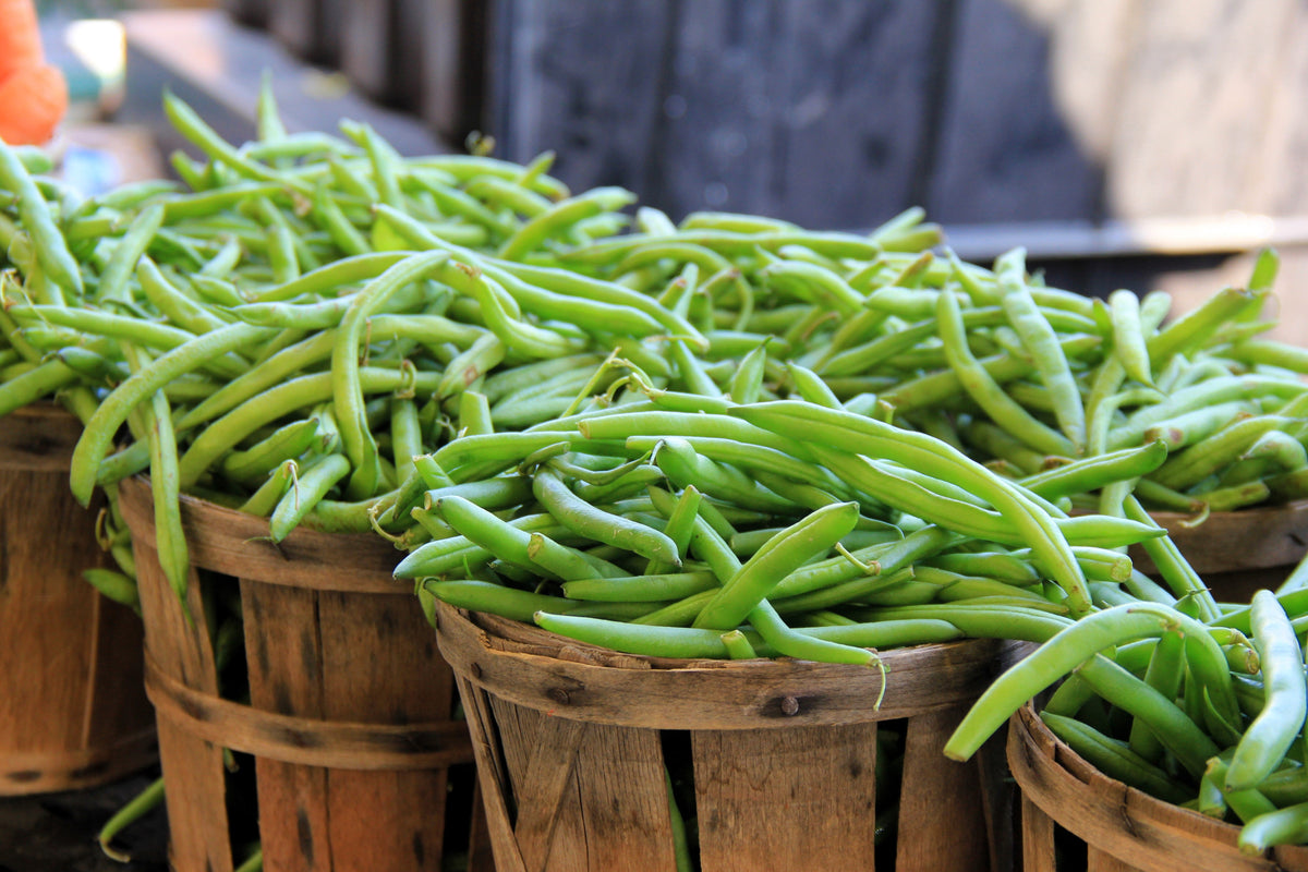 Green Bean Provider Seeds – Phaseolus Vulgaris Vegetable