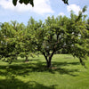 3 NEMAGUARD PEACH TREE Prunus Persica Fruit Pink Flower Seeds