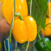 100 Golden YELLOW BELL PEPPER California Wonder Capsicum Annuum Vegetable Seeds