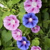 Mixed Colors Morning Glory Seeds – Ipomoea Purpurea Vine Flower – photo 2