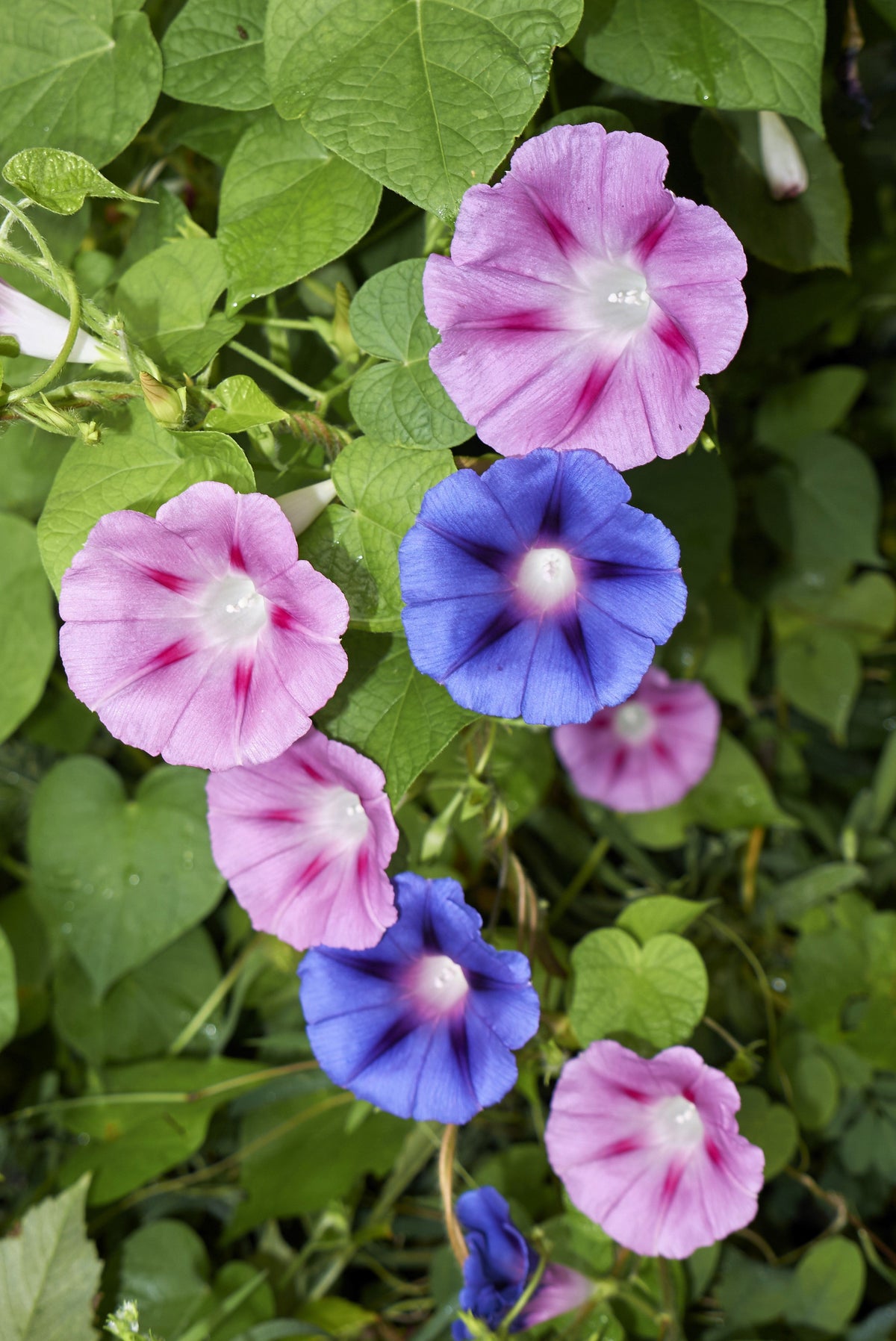Mixed Colors Morning Glory Seeds – Ipomoea Purpurea Vine Flower – photo 2
