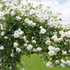 5 WHITE CLIMBING ROSE Rosa Bush Vine Climber Fragrant Butterfly Flower Seeds