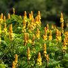 35 CANDLE BUSH Cassia Alata Senna Emperor's Candletree Empress Candlebush Candelabra Golden Ringworm Shrub Yellow Orange Flower Seeds